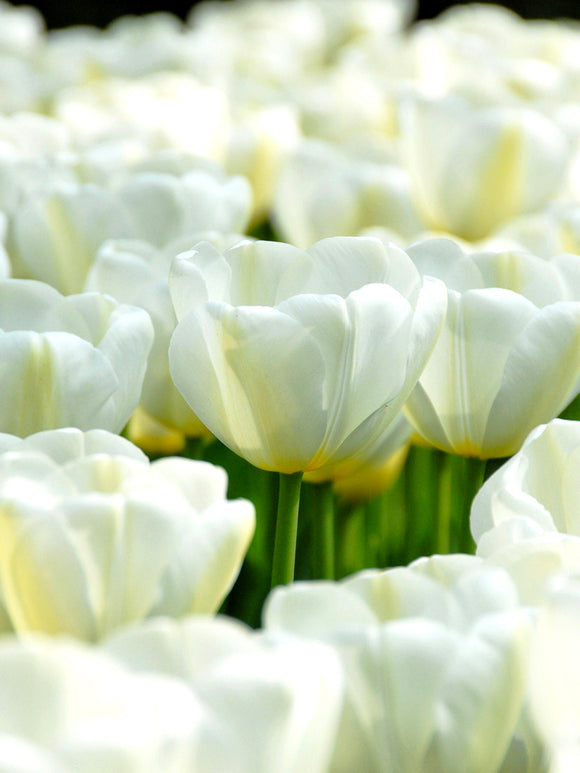 Tulpenzwiebeln kaufen Angels Wish