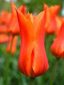Tulpe Ballerina