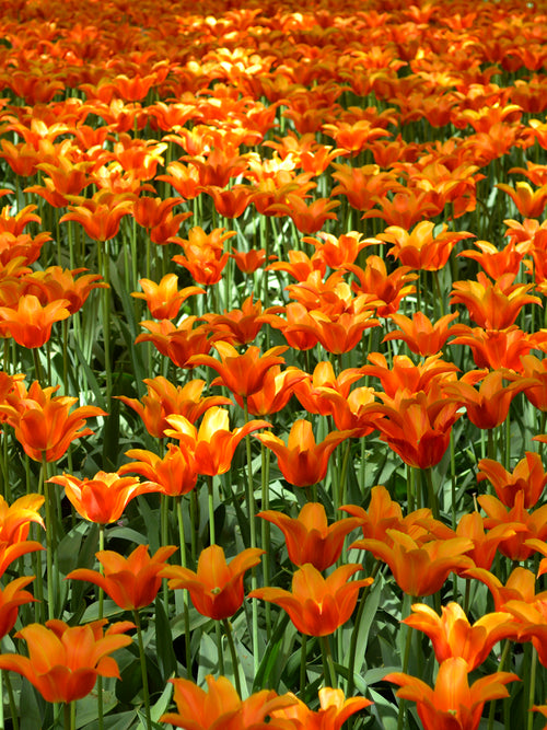 Tulpenzwiebeln Ballerina