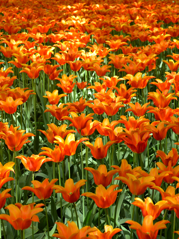 Tulpenzwiebeln Ballerina