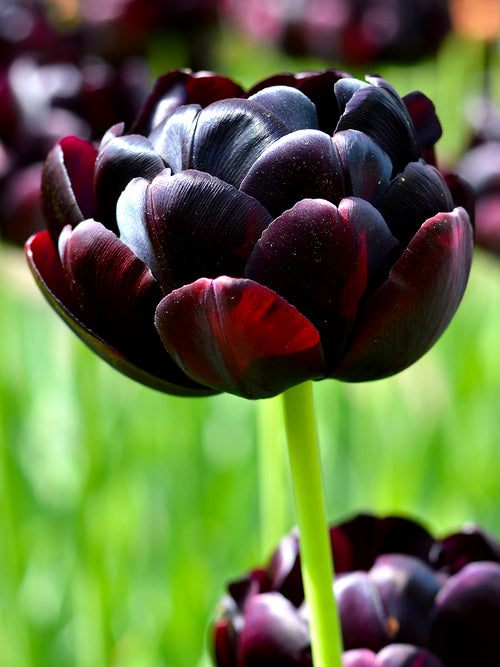 Schwarze Tulpenzwiebeln Black Hero kaufen