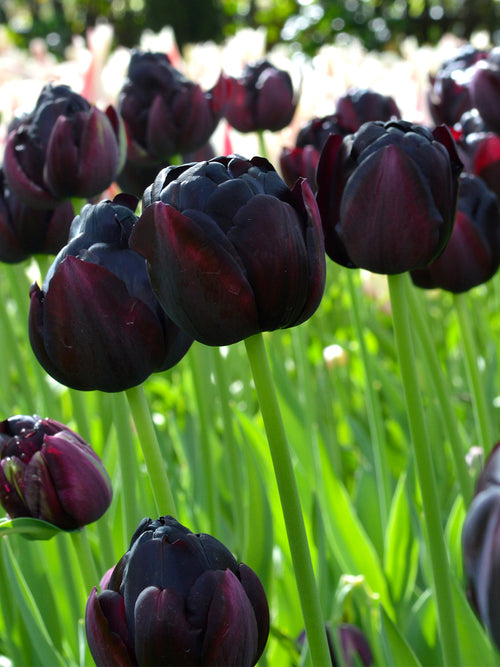 Tulpenzwiebeln 'Black Hero' Dunkelrot-Schwarz