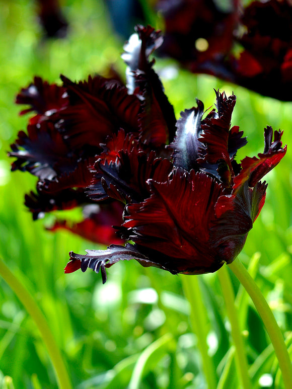 Tulpe 'Black Parrot', Papageientulpe