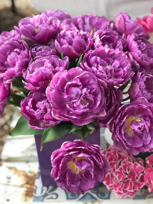 Gefüllte Tulpe 'Blue Diamond'