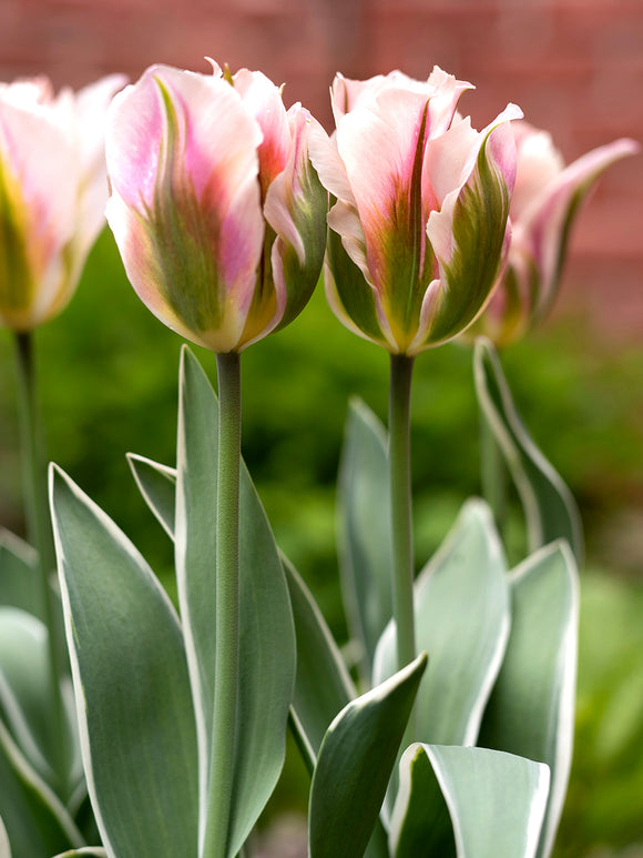 Tulipa 'China Town' – Viridiflora-Tulpe