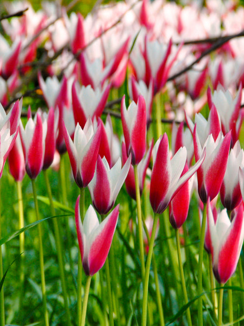 Tulipa clusiana 'Peppermint Stick' (Wildtulpen) kaufen