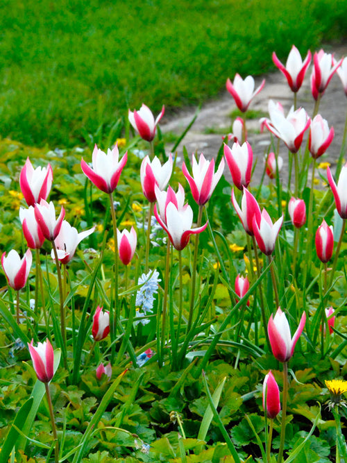 Tulipa clusiana 'Peppermint Stick'
