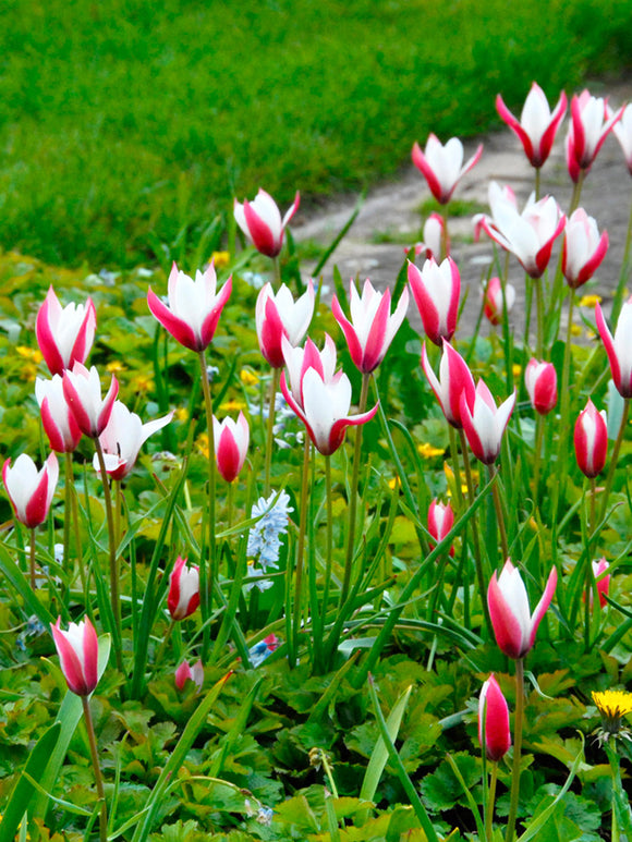 Tulipa clusiana 'Peppermint Stick'