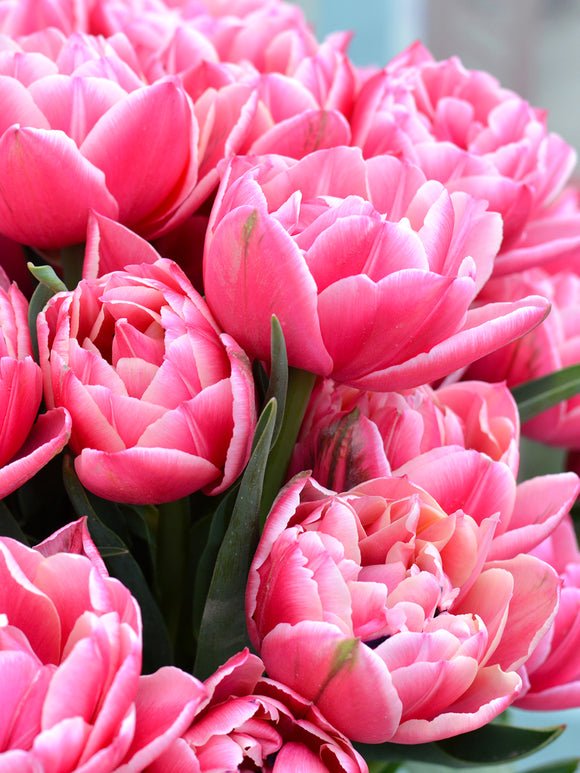 Tulpen gefüllt „Columbus“ pink – creme bestellen