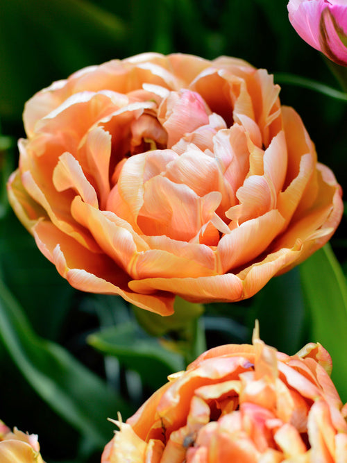gefüllte Tulpen 'Copper Image' online kaufen