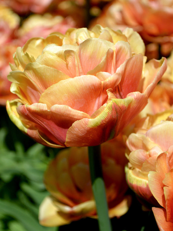 Gefüllte Tulpen 'Copper Image' online bestellen