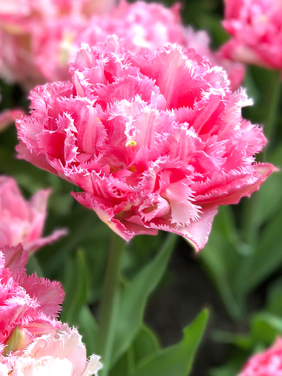 Blumenzwiebeln Tulpen CRISPION SWEET kaufen