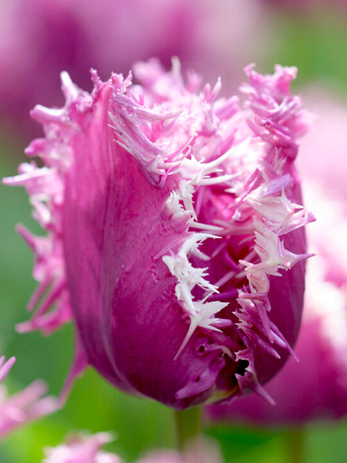 Crispa-Tulpen Cummins, gefranst | Tulpen | Blumenzwiebeln