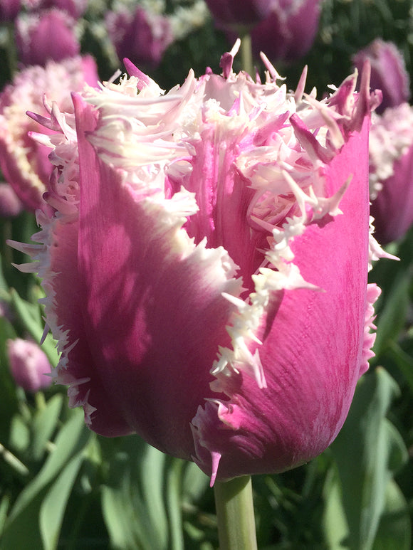 Crispa-Tulpen Cummins, gefranst | Tulpen | Blumenzwiebeln