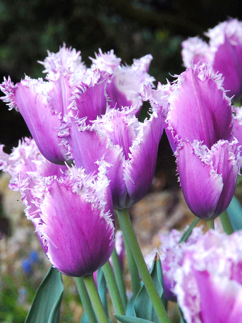 Gefranste Tulpe Cummins | Tulpen kaufen - Blumenzwiebeln