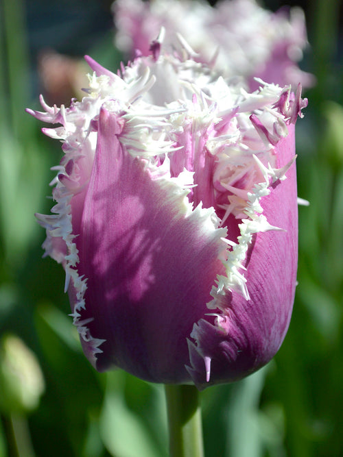 Crispa Tulpe