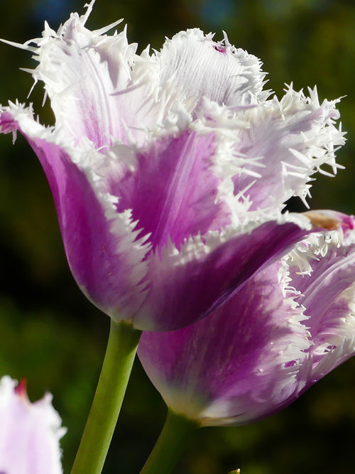 Crispa-Tulpen Cummins, gefranst | Tulpen | Blumenzwiebeln