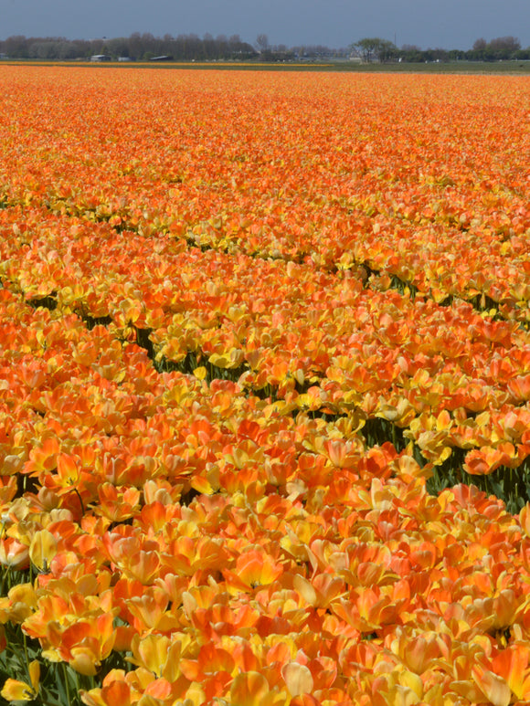 Darwin Hybrid Tulpe Daydream - blumenzwiebeln