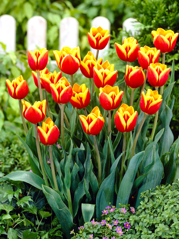 Triumphtulpe Dow Jones Blumenzwiebeln