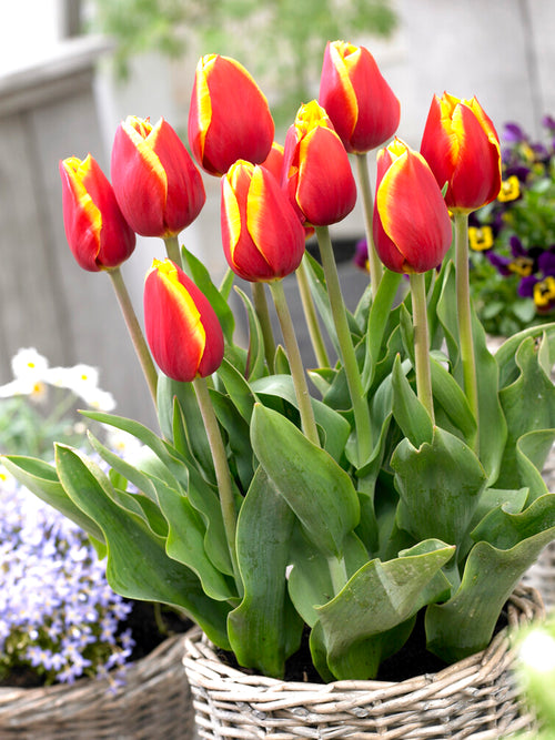 Triumph Tulpen Dow Jones Blumenzwiebeln