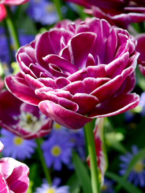 Tulpe Dream Touch online kaufen