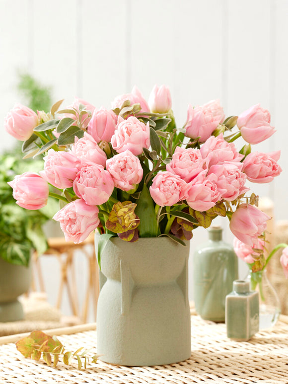 Tulpe Dreamer® kaufen