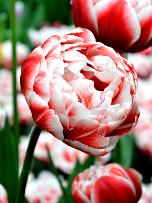 Tulpenzwiebeln Drumline