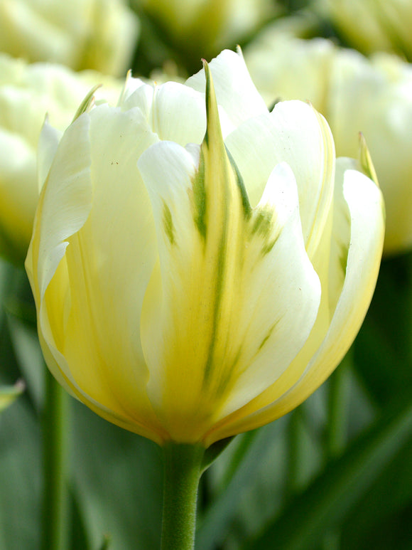 Tulpe Exotic Emperor kaufen