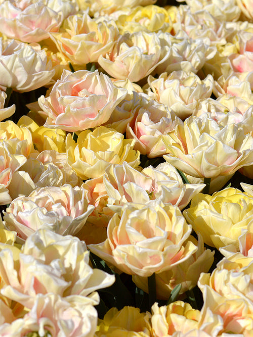 Foxy Foxtrot Tulpenzwiebeln bestellen