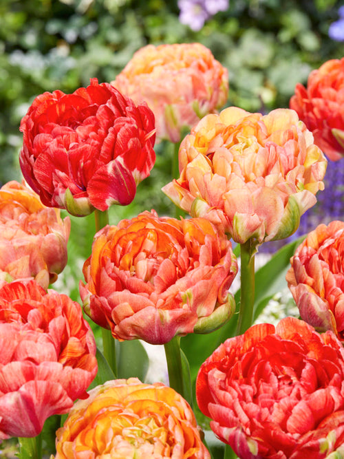 Tulpen Blumenzwiebeln Gudoshnik kaufen