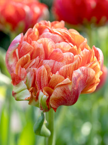 Tulpe Gudoshnik Double