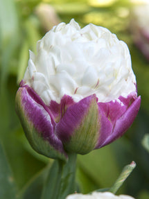 Tulpe Ice Cream