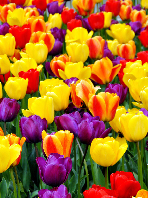 Tulpenmischung Jumbo Darwin