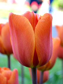 Tulpe King's Orange