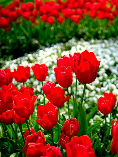 Französische Tulpen „Kingsblood“ rot kaufen