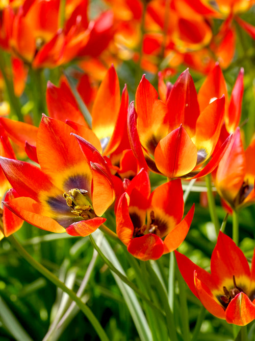 Botanische Tulpen Little Princess