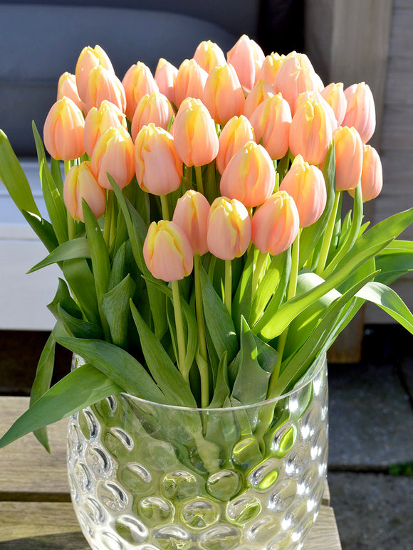 Tulpe Mango Charm® | Tulpenzwiebeln