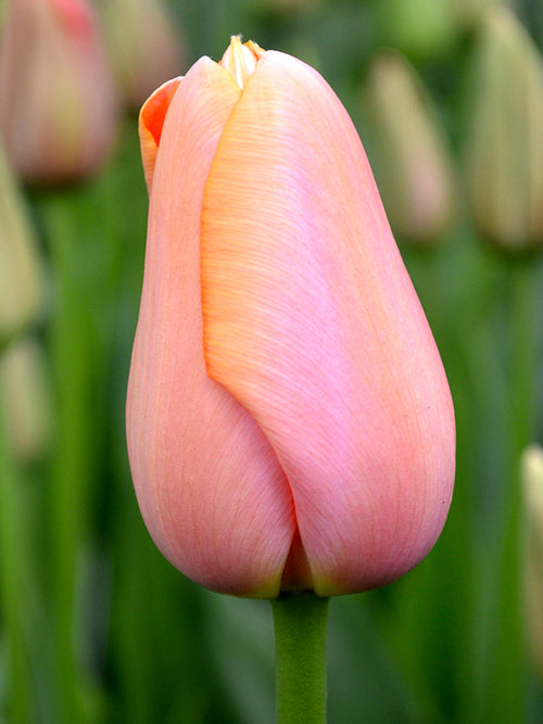 Tulpenzwiebeln Menton Rosa - Blumenzwiebeln