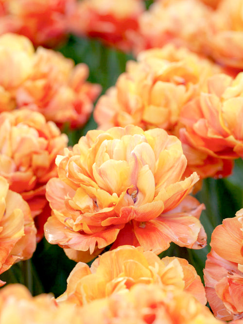 Tulpen Olivia Kaufen