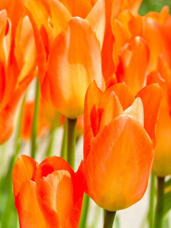 Tulpenzwiebeln 'Oranger Kaiser/ Orange Emperor'
