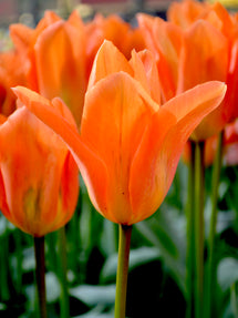 Tulpe Orange Emperor
