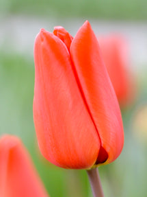 Tulpe Orange XXL