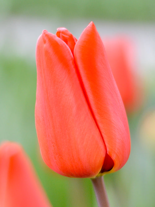 Tulpe Orange XXL kaufen