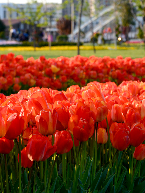 Tulpe Orange XXL kaufen bei DutchGrown