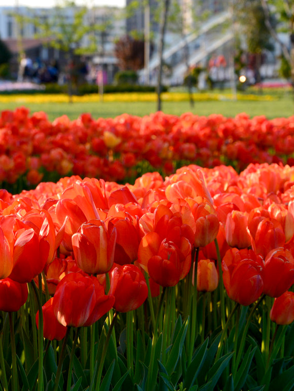 Tulpe Orange XXL kaufen bei DutchGrown