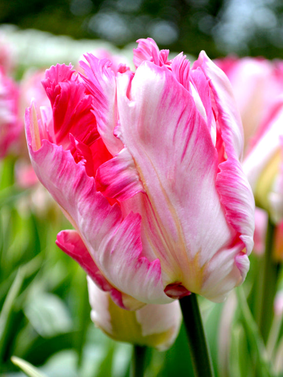 Tulpenzwiebeln Parrot Pink Vision kaufen aus Holland