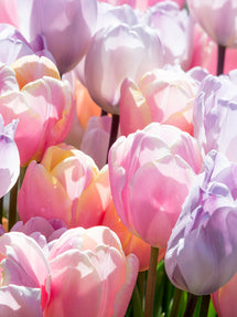 Tulpenmischung Perfect Pastel Kollektion™