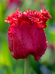 Tulpe Philly Belle®
