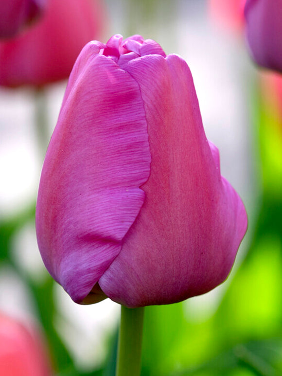 Darwin Hybrid Tulip Purple Pride - Herbst gepflanzte Tulpenzwiebeln