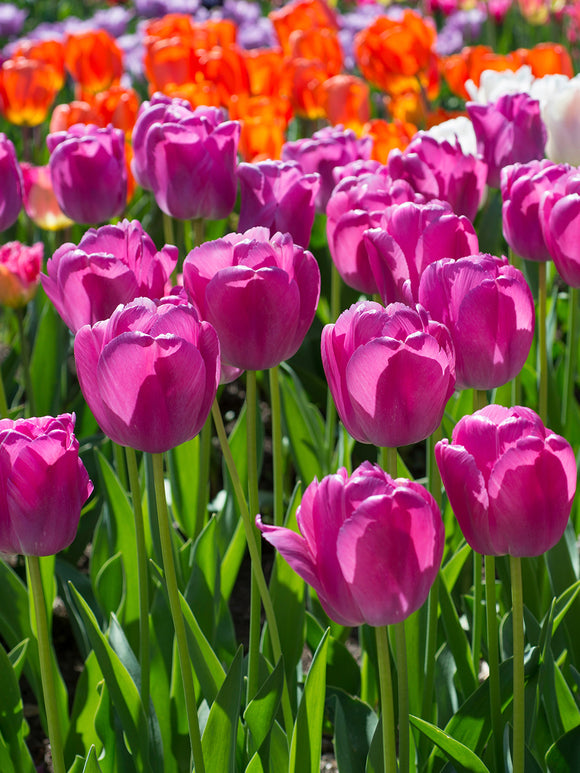 Darwin-Hybrid Tulpe Purple Pride lila bestellen tulpenzwiebeln